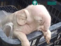 Ảnh Xuất hiện một con lợn bị đột biến gen có vòi, tai giống voi