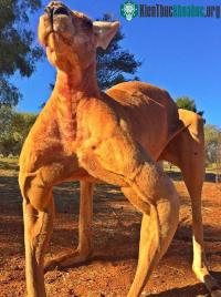 Ảnh Kangaroo cơ bắp nhất thế giới
