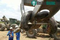 Ảnh Phát hiện con trăn lớn nhất hành tinh ở Brazil