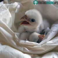 Ảnh Chim cắt bạch tạng nghìn đô đoàn tụ với mẹ