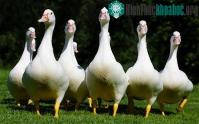 Ảnh Huấn luyện ngỗng làm cảnh vệ ở Tân Cương