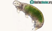 Ảnh Nhật Bản vừa mới hồi sinh một sinh vật đông lạnh sau 30 năm
