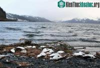 Ảnh Hơn 8.000 chim biển chết bất thường dọc bãi biển Alaska