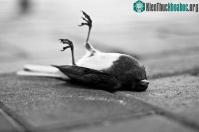 Ảnh Những hiện tượng bí ẩn thú vị trong thế giới động vật