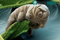 Ảnh Gene lạ của động vật duy nhất sống được trong vũ trụ