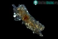 Ảnh Loài vật ngủ yên trong quan tài thủy tinh chờ hồi sinh