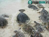 Ảnh Hàng nghìn con rùa sắp tuyệt chủng đến bờ biển Nicaragua đẻ trứng