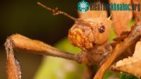 Ảnh Những bà mẹ trinh nữ trong thế giới tự nhiên