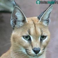Ảnh Tìm hiểu về loài mèo hoãng dã Caracal