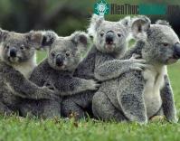 Ảnh Những sự thật bất ngờ về loài gấu Koala