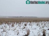 Ảnh Nông dân Canada chụp được ảnh cừu “tàng hình”