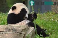 Ảnh Giới khoa học giải mã được bí mật ngôn ngữ của gấu trúc