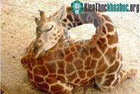 Ảnh Những nhà vô địch ngủ trong thế giới động vật