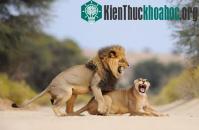 Ảnh Những loài vật phá vỡ mọi kỷ lục