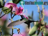 Ảnh Những phát hiện mới về các loài chim