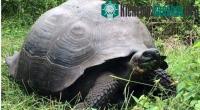 Ảnh Phát hiện loài rùa khổng lồ mới trên đảo Galapagos