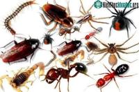 Ảnh Thú vị thế giới côn trùng