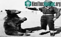 Ảnh Hạ sĩ gấu nâu nổi tiếng trong quân đội Ba Lan