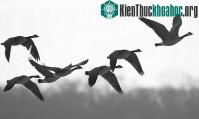 Ảnh Chim trời - mối nguy khó lường với ngành hàng không