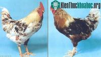 Ảnh Lý giải hiện tượng lưỡng tính của động vật
