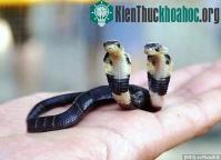 Ảnh Rắn hổ mang hai đầu mới sinh ở Trung Quốc