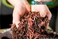 Ảnh Tại sao giun đất có thể ăn lá nhiễm độc?