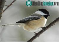 Ảnh Vì sao chim ngủ trên cành cây không bị ngã?