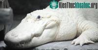 Ảnh Cá sấu bạch tạng qua đời