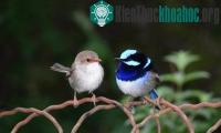 Ảnh Dạy chim học "ngoại ngữ" để tránh nạn