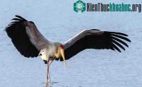 Ảnh Cá sấu cướp mồi của "bạn" cò