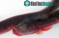 Ảnh Xuất hiện loài cá thân vằn đỏ, răng nhọn hoắt ở Trung Quốc