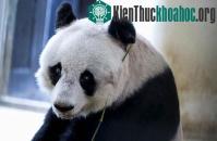 Ảnh Gấu trúc 37 tuổi ở Hong Kong phá vỡ kỷ lục già nhất thế giới