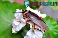 Ảnh Điểm danh 10 động vật kỳ dị bị đứt đầu vẫn... sống