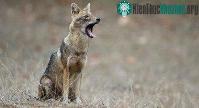 Ảnh Một loài sói ở châu Phi lọt qua mắt giới khoa học nhiều năm qua