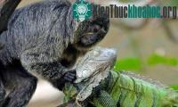 Ảnh Khỉ đuôi sóc mát xa cho kỳ nhông