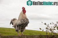 Ảnh Quy luật chi phối trình tự tiếng gà gáy