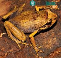 Ảnh Tìm thấy ếch kim cương cực hiếm tại Madagascar