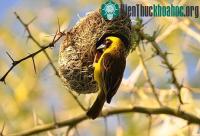 Ảnh Kinh ngạc với những tổ chim kỳ lạ trên thế giới