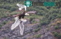 Ảnh Mòng biển tấn công đại bàng đầu trắng cứu bạn