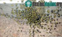 Ảnh Hàng triệu con nhện vàng "xâm lăng" nước Anh