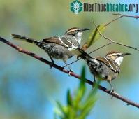 Ảnh Chim Khướu Úc có thể sắp xếp âm thanh để truyền thông điệp như con người