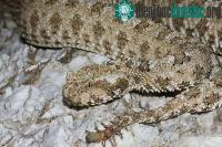 Ảnh Kinh ngạc với cách bắt mồi thông minh của rắn độc đuôi nhện