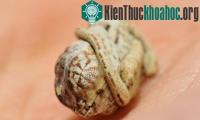 Ảnh Thực tế khó hiểu trong thí nghiệm phá vỏ trứng tắc kè