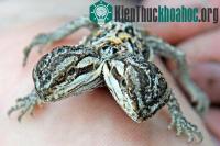 Ảnh Thằn lằn 2 đầu cực quý hiếm ra đời ở Anh