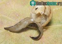 Ảnh Loài giun kỳ lạ có miệng giữa bụng