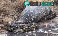 Ảnh Trăn chết vì nuốt phải nhím
