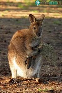 Ảnh Kangaroo thuận tay trái