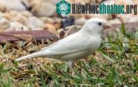 Ảnh Australia xuất hiện chim sẻ bạch tạng quý hiếm