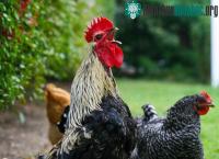 Ảnh Điểm danh động vật có âm thanh độc nhất vô nhị
