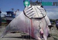 Ảnh Ngư dân bắt được cá đuối nặng hơn 1 tấn ở Peru